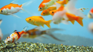 金魚